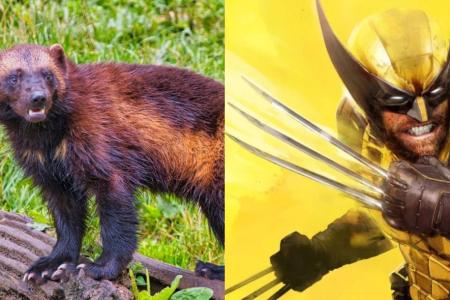Animal que inspirou Wolverine enfrenta ameaça crescente com avanço do turismo