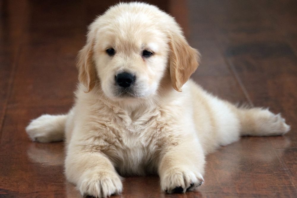 Como ensinar o cachorro a reconhecer o próprio nome em 7 passos simples