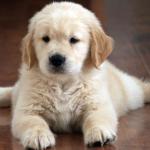 BH cria novas regras para venda e reprodução de animais domésticos