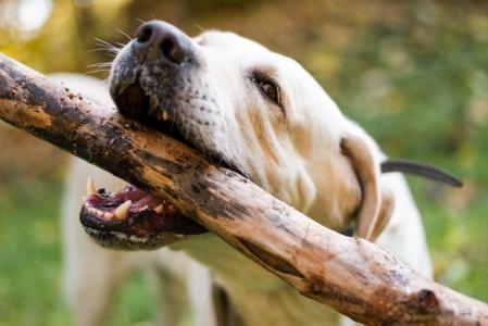 cao, cachorro
