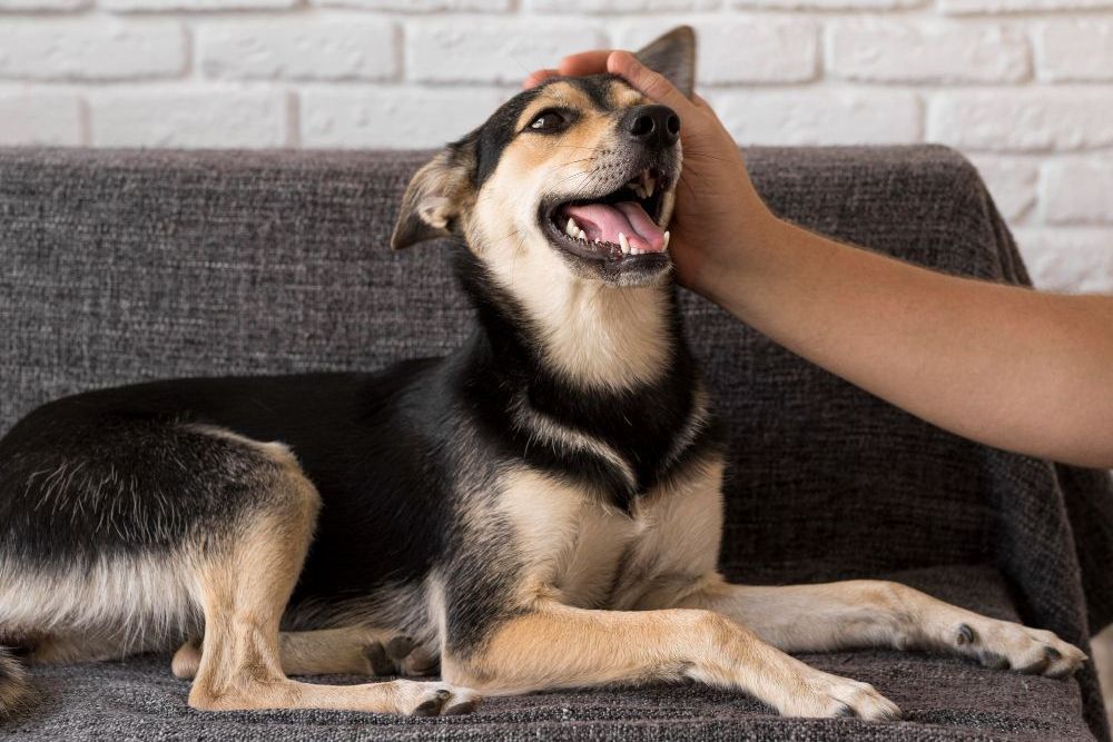 Seu cachorro faz festa quando você chega? Adestrador faz alerta sobre esse hábito