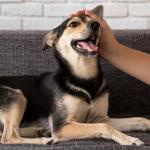 Pequenas mudanças na rotina podem deixar os cães mais felizes e equilibrados