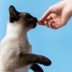 Dar comprimido para gato pode ser mais fácil: veja os cuidados para evitar problemas