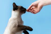 Dar comprimido para gato pode ser mais fácil: veja os cuidados para evitar problemas