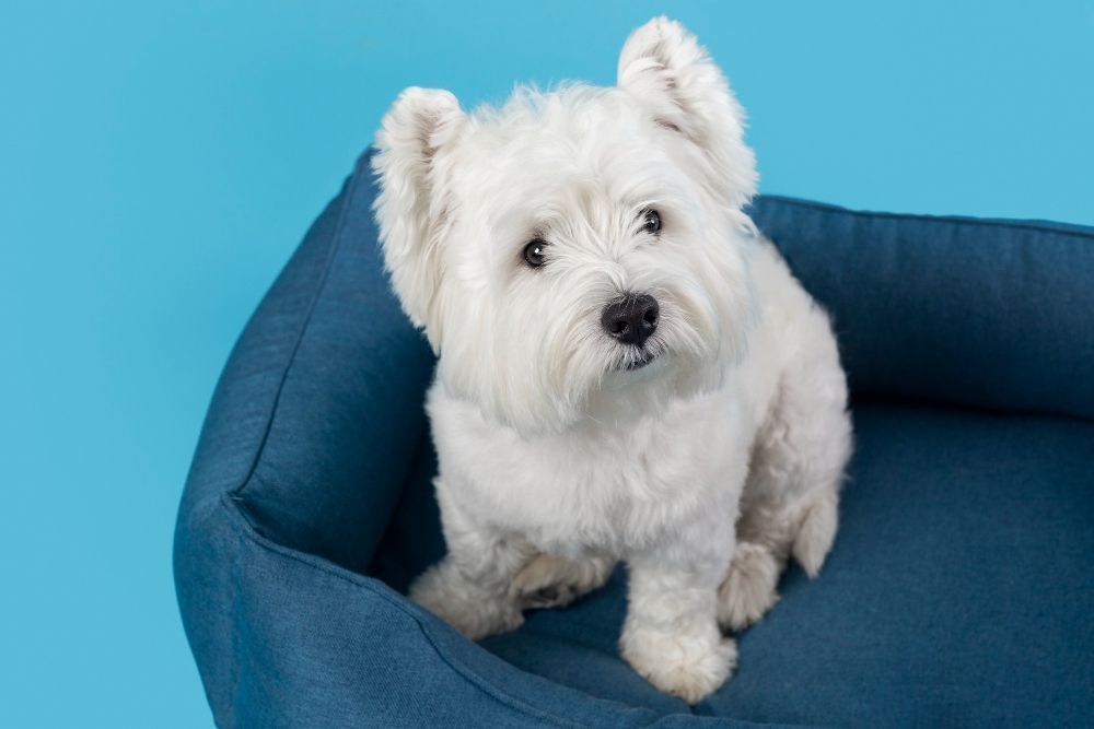 Cão ou gato com pelo branco exige mais cuidados: veja o que recomenda veterinária