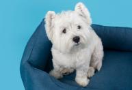 Cão ou gato com pelo branco exige mais cuidados: veja o que recomenda veterinária