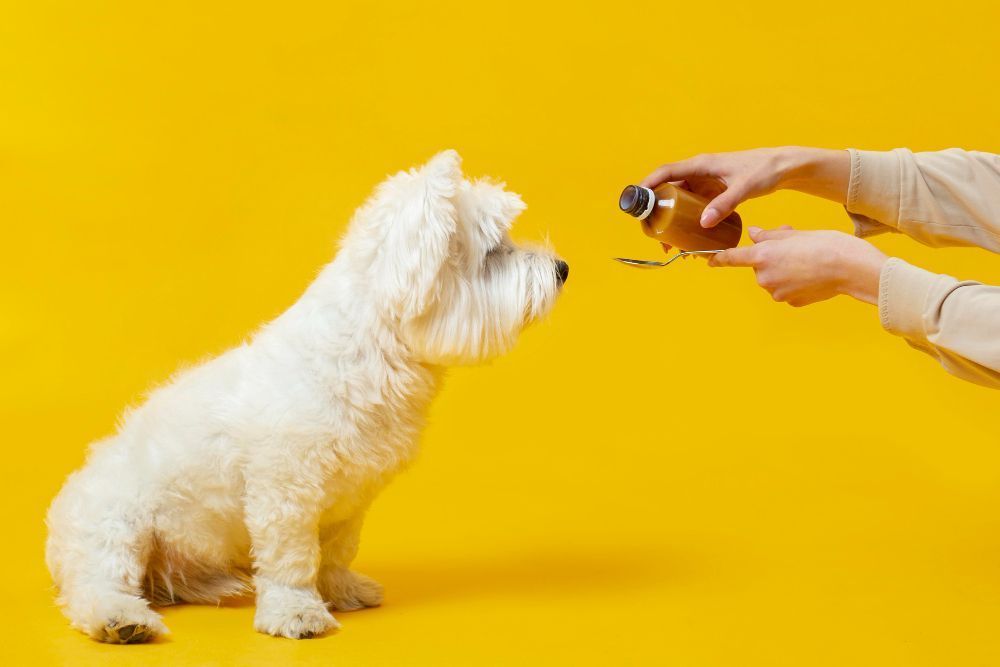 Canabdiol (CBD) para cães realmente funciona? Veterinários alertam para falta de evidências