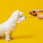 Canabdiol (CBD) para cães realmente funciona? Veterinários alertam para falta de evidências