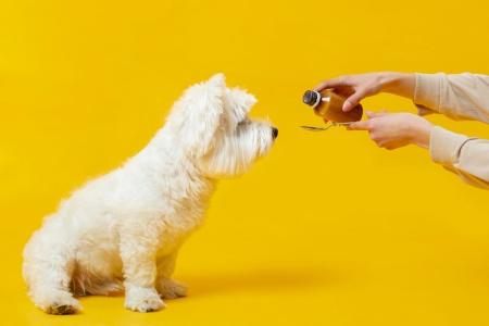 Canabdiol (CBD) para cães realmente funciona? Veterinários alertam para falta de evidências