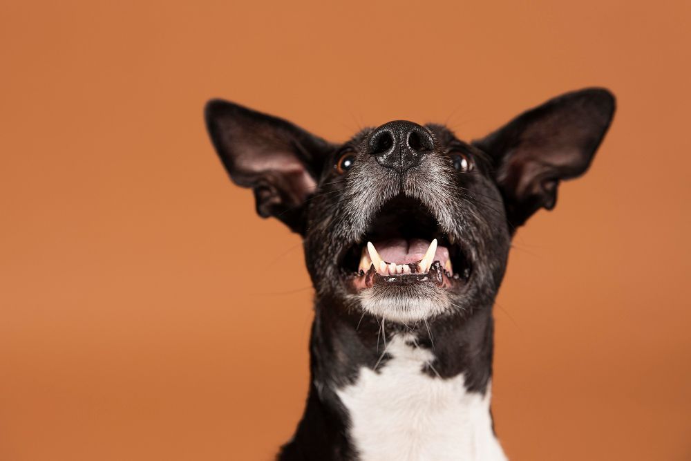 Cachorro late sem parar quando alguém chega? 7 formas de acalmar o pet