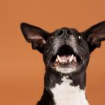 Cachorro late sem parar quando alguém chega? 7 formas de acalmar o pet