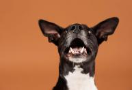 Cachorro late sem parar quando alguém chega? 7 formas de acalmar o pet
