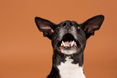 cachorro, cao