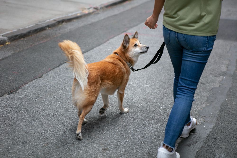 Passear com o cachorro vai muito além de um ato simples, e especialistas explicam o motivo