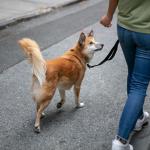 Por que seu cachorro olha para você durante o passeio? Veterinários explicam