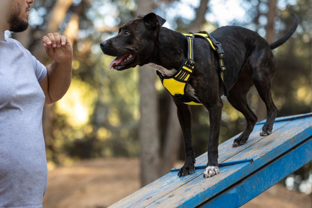 Fome pode fazer cães farejadores confundirem cheiros e aumentarem falsos alertas; entenda