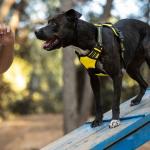 Fome pode fazer cães farejadores confundirem cheiros e aumentarem falsos alertas; entenda