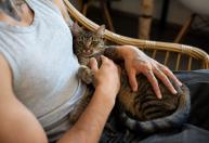 'Amassar pãozinho': gesto fofo dos gatos tem uma explicação surpreendente
