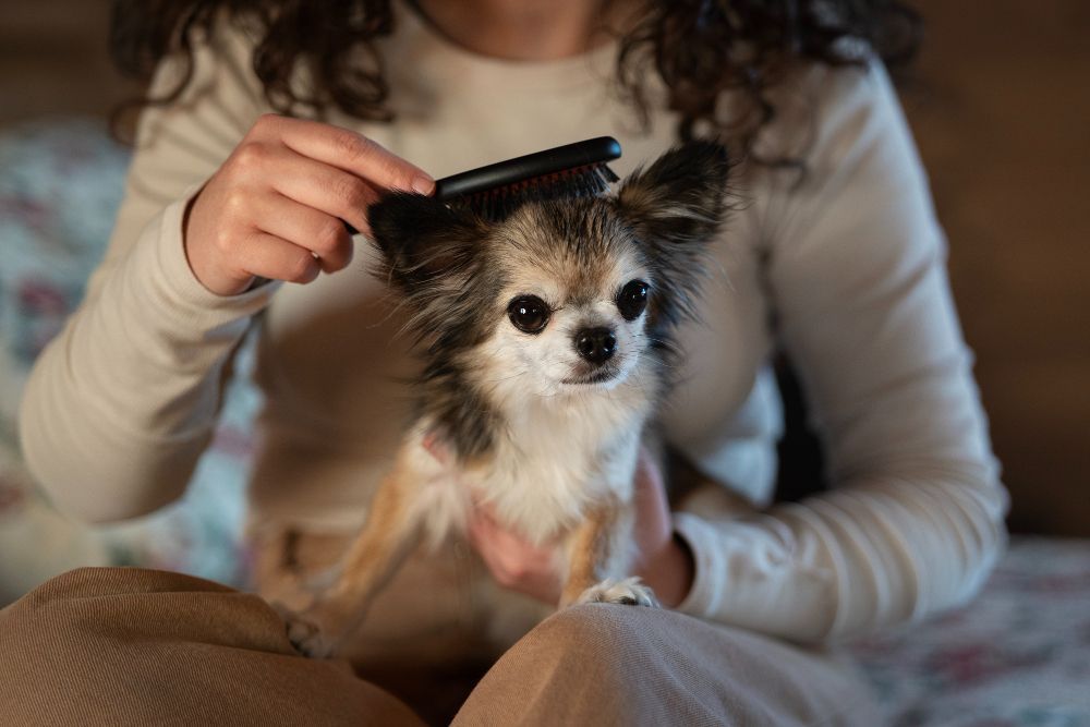 Sua casa está com cheiro de cachorro e cheia de pelos espalhados? Saiba o que fazer