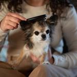Sua casa está com cheiro de cachorro e cheia de pelos espalhados? Saiba o que fazer