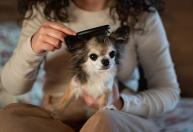 Sua casa está com cheiro de cachorro e cheia de pelos espalhados? Saiba o que fazer