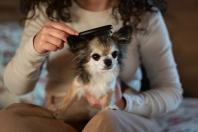 Sua casa está com cheiro de cachorro e cheia de pelos espalhados? Saiba o que fazer