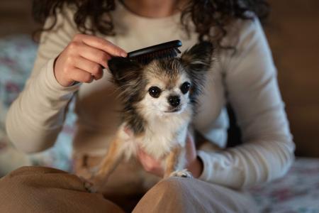 Sua casa está com cheiro de cachorro e cheia de pelos espalhados? Saiba o que fazer