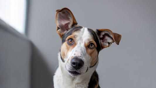 cao, cachorro