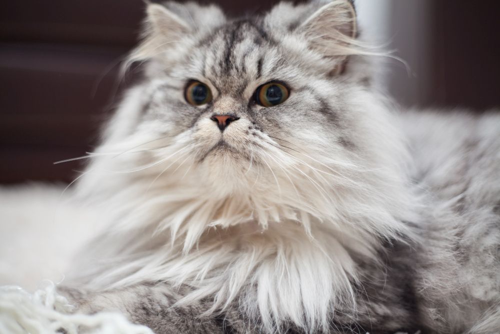 Seu gato está soltando muito pelo? Veja quando isso pode indicar um problema