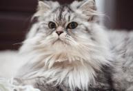 Seu gato está soltando muito pelo? Veja quando isso pode indicar um problema