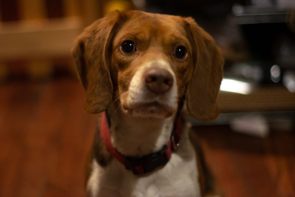 O que significa o cachorro ficar olhando nos seus olhos, segundo a Ciência