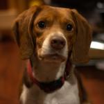 O que significa o cachorro ficar olhando nos seus olhos, segundo a Ciência