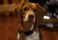 O que significa o cachorro ficar olhando nos seus olhos, segundo a Ciência