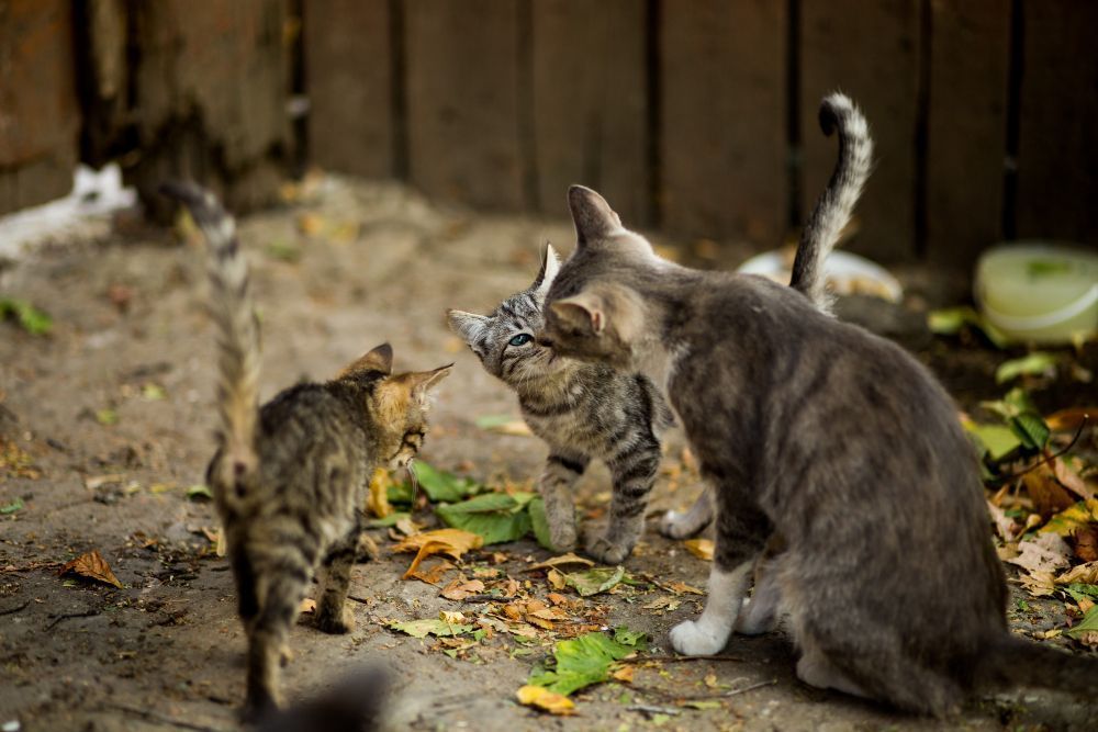 Síndrome de Noé: quando o amor pelos animais passa a ser um problema de saúde mental