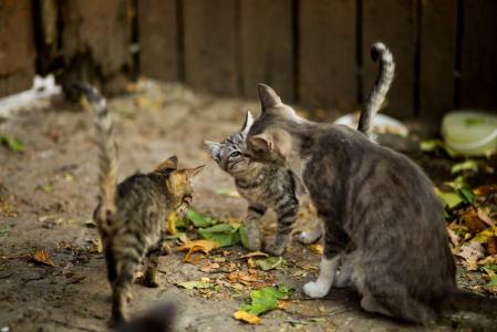 gatos