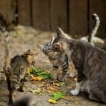 Síndrome de Noé: quando o amor pelos animais passa a ser um problema de saúde mental