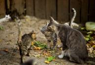 Síndrome de Noé: quando o amor pelos animais passa a ser um problema de saúde mental