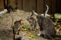 Síndrome de Noé: quando o amor pelos animais passa a ser um problema de saúde mental