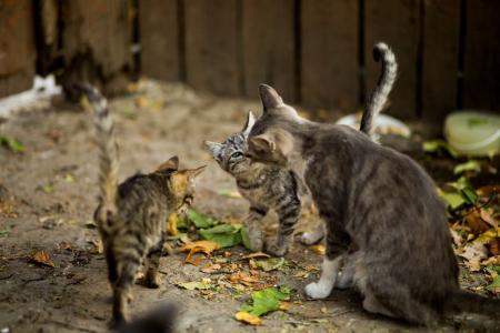 Quadrilha que roubava e vendia gatos como carne é presa no Vietnã
