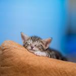 Por que os gatos dormem tanto? Entenda o que é normal e quando se preocupar