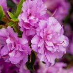 Ocupa pouco espaço, floresce na primavera e no verão e transforma qualquer varanda pequena