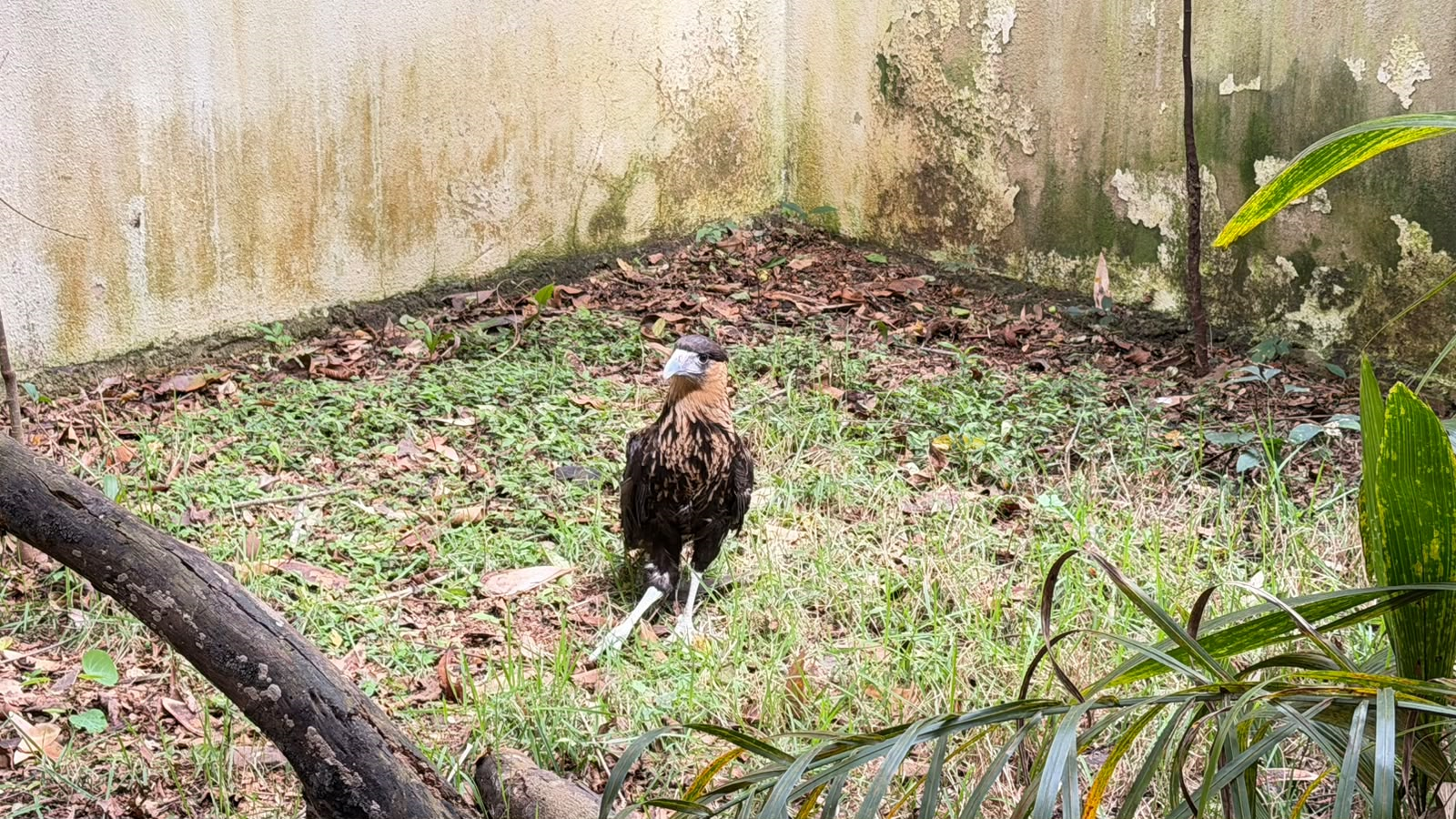 Carcará resgatado pela EPR Sul de Minas está vivendo no Zoobotânico de Varginha