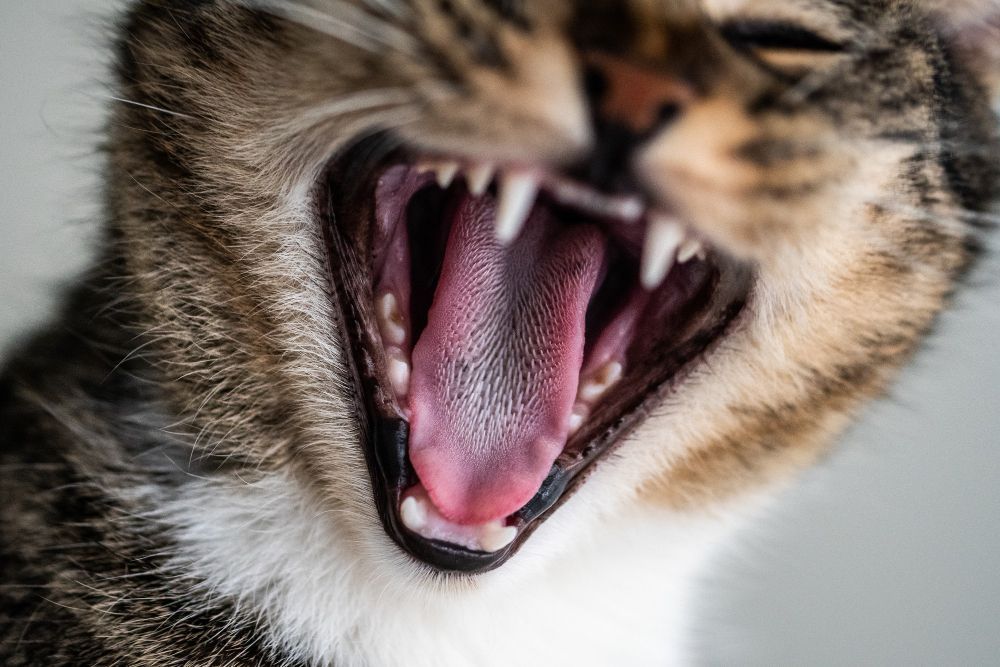 Síndrome do tigre: por que alguns gatos atacam os próprios tutores dentro de casa?