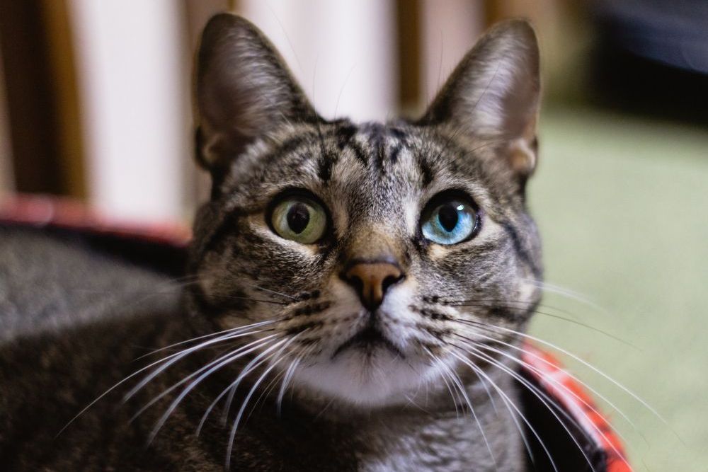 Já se perguntou por que os gatos têm bigodes tão grandes?