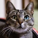Já se perguntou por que os gatos têm bigodes tão grandes?