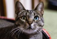 Já se perguntou por que os gatos têm bigodes tão grandes?