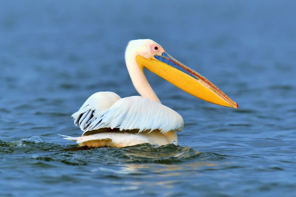 Super El Niño faz pelicanos desaparecerem das praias do Peru e ameaça espécie