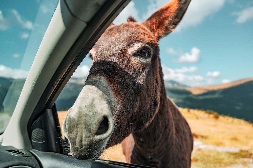 Aplicativo criado por universidade mapeia atropelamentos de animais nas rodovias
