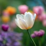 8 plantas comuns que podem ser perigosas para cães e até colocar a vida deles em risco