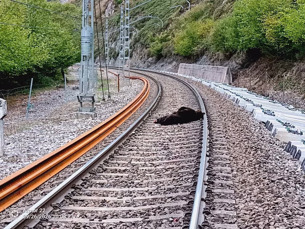 Urso-pardo morre após ser atingido por trem na Espanha; maquinista achou que era javali